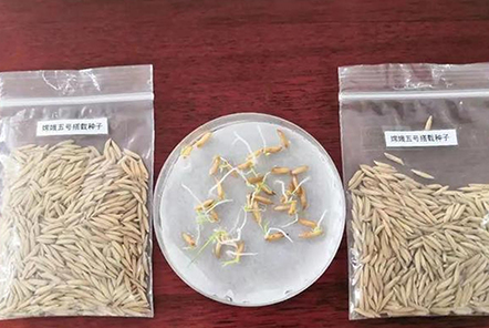 和嫦娥五號一起“上天”的水稻種子發(fā)芽了！