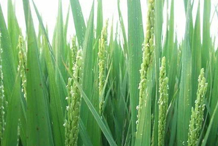 種植水稻，注重水稻三個時期的管理，更有利于水稻創(chuàng)高產(chǎn)？