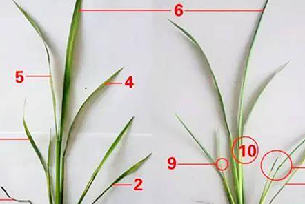 水稻7個(gè)葉是什么意思？