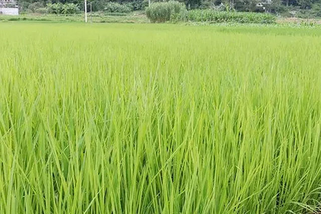 水稻苗徒長(zhǎng)跟種子有關(guān)嗎？水稻苗徒長(zhǎng)原因有3種，應(yīng)對(duì)癥采取措施